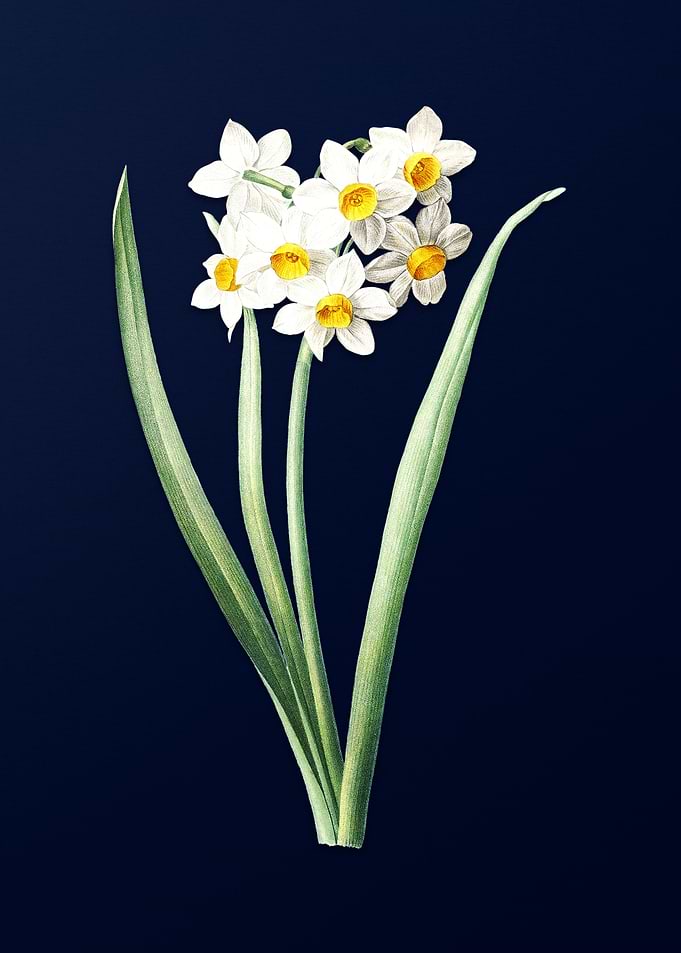 Narcissus on Blue