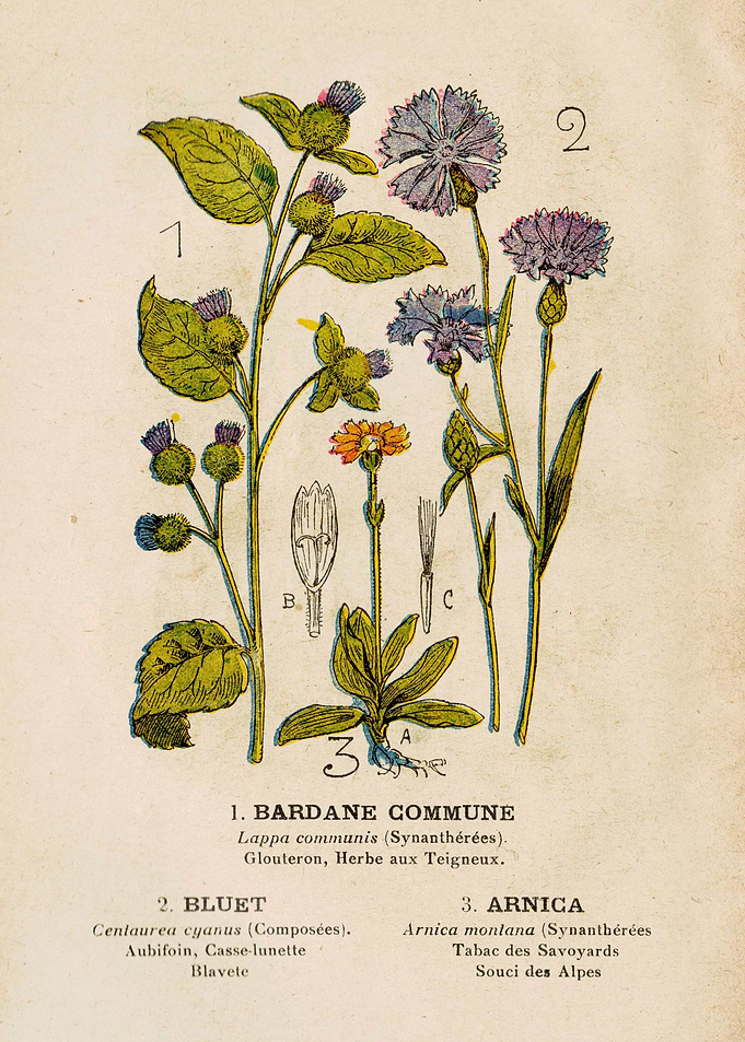 BURDOCK + BLUET + ARNICA