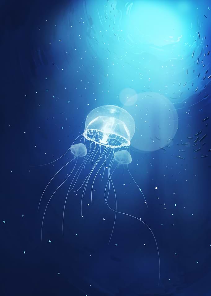 Underwater world jellyfish