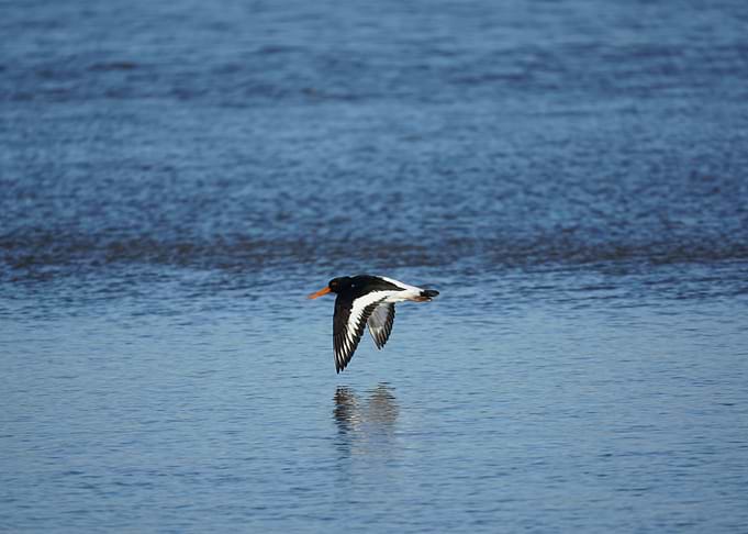 Oyster Catcher in flight