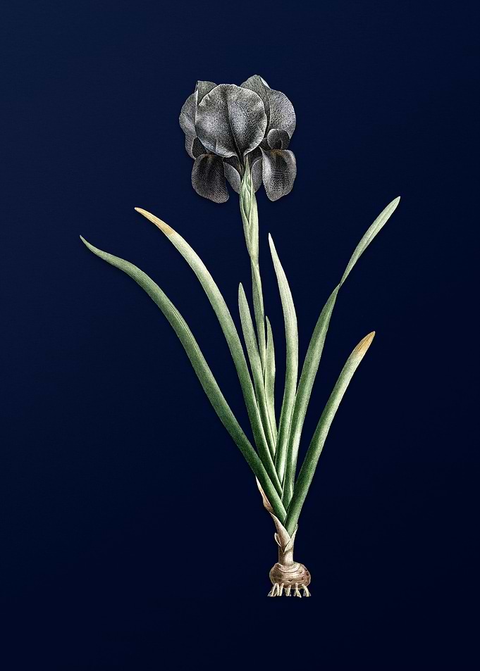 Mourning Iris on Blue