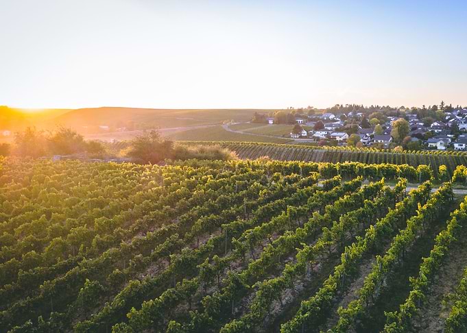 Vineyard in Traisen