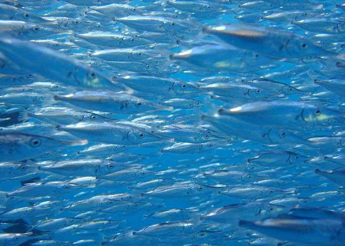 Longspine spinefish Shoal