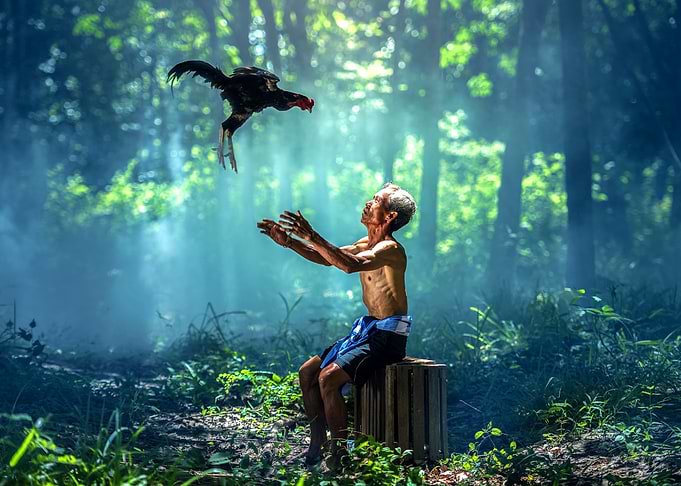 Flying Roosters