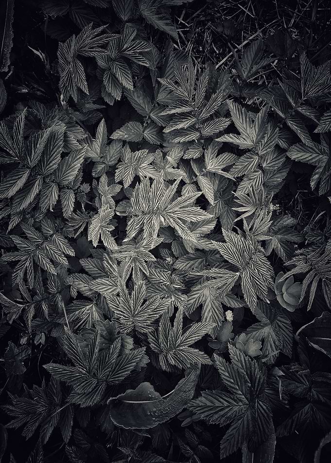 Abstract leaves background