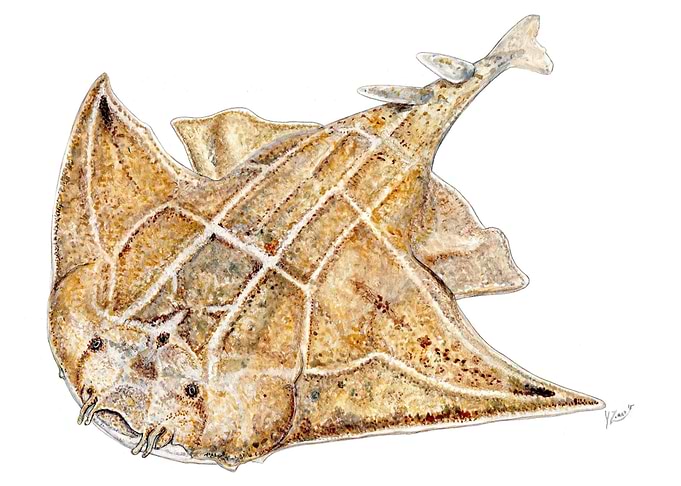 Angel shark Squatina