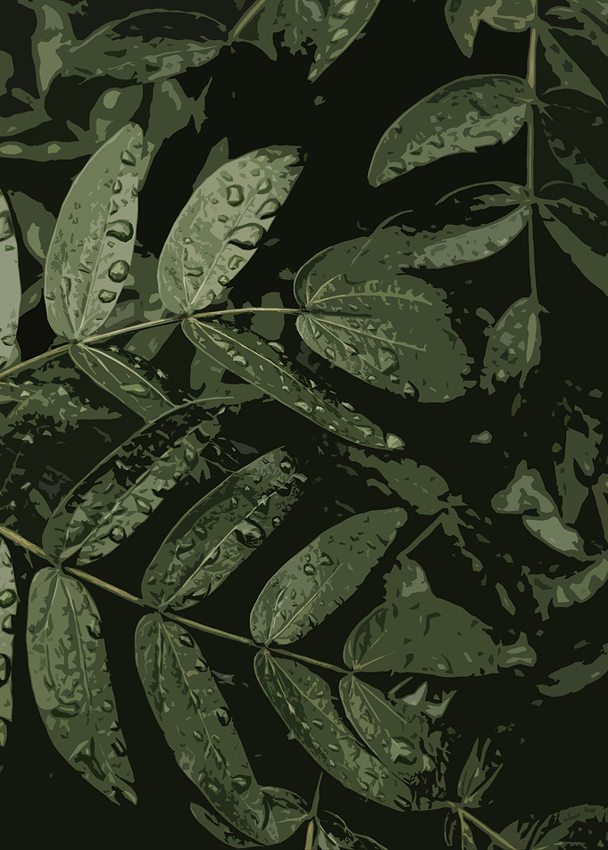 Leaves And Raindrops