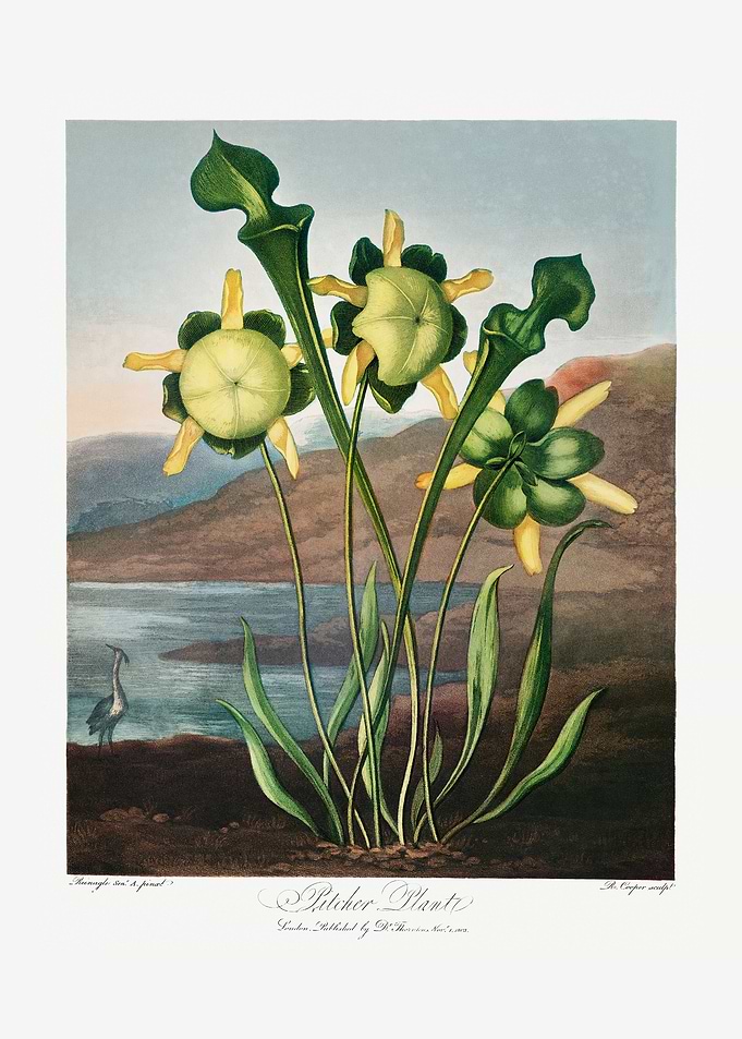 Pitcher Plant