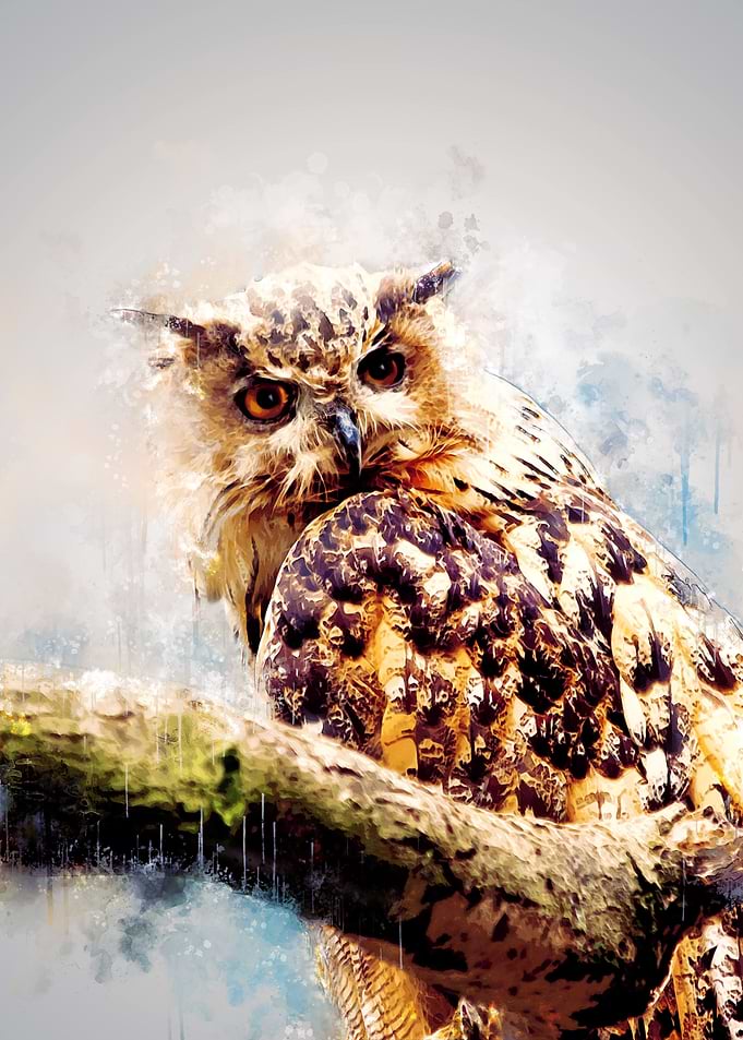 Owl Looking