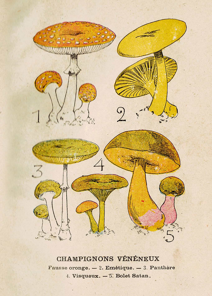 CHAMPIGNONS VÉNÉNEUX