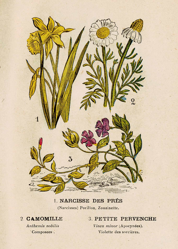 NARCISSUS + CHAMOMILE +