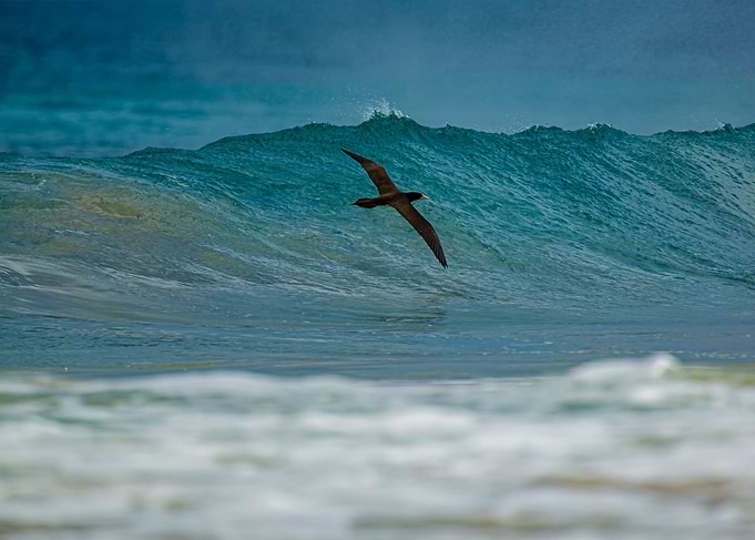 Magic Noronha