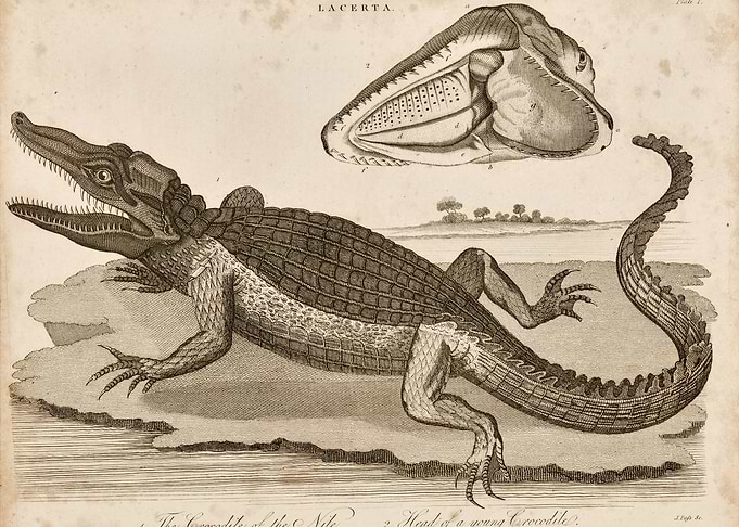 Untitled (crocodile).jpg