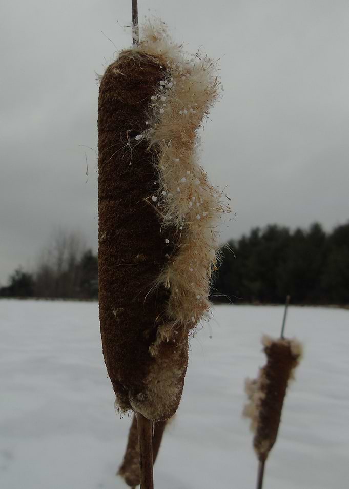 Song of the Cattails