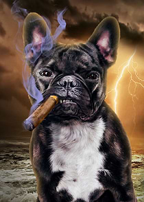 French Bulldog with Cigar