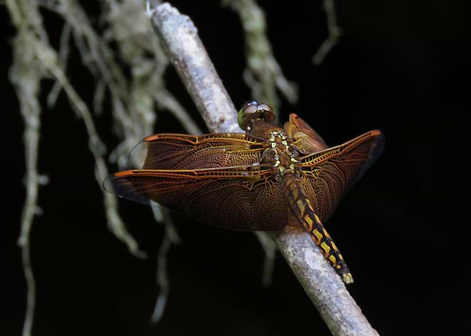 Dragonfly