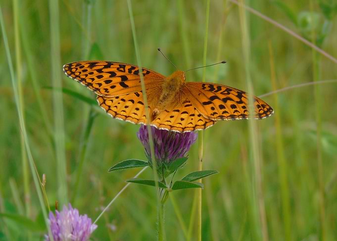 Flutter
