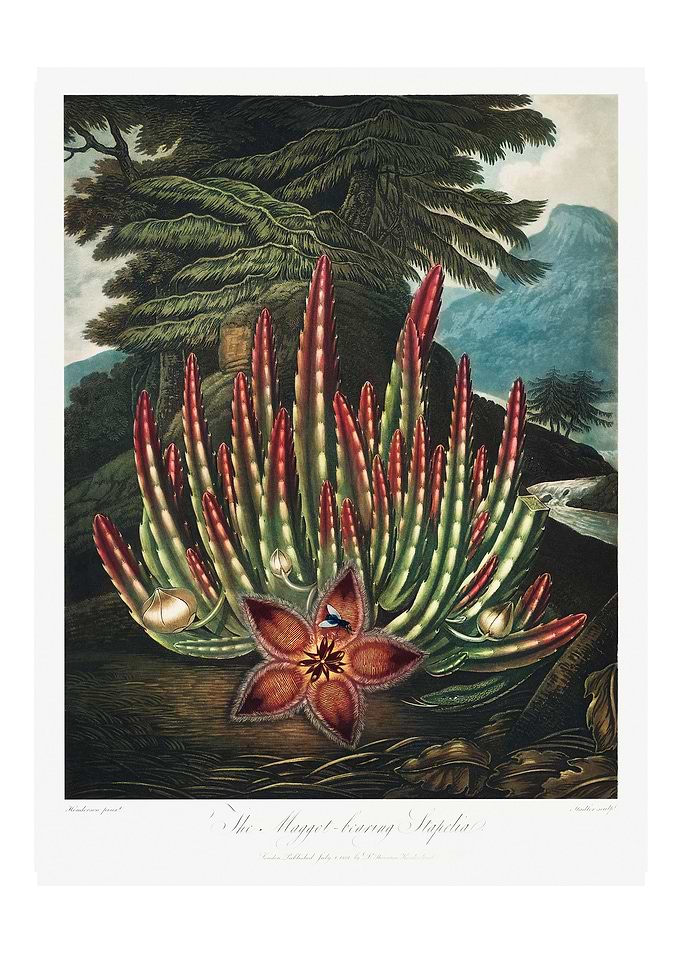 Maggot Bearing Stapelia