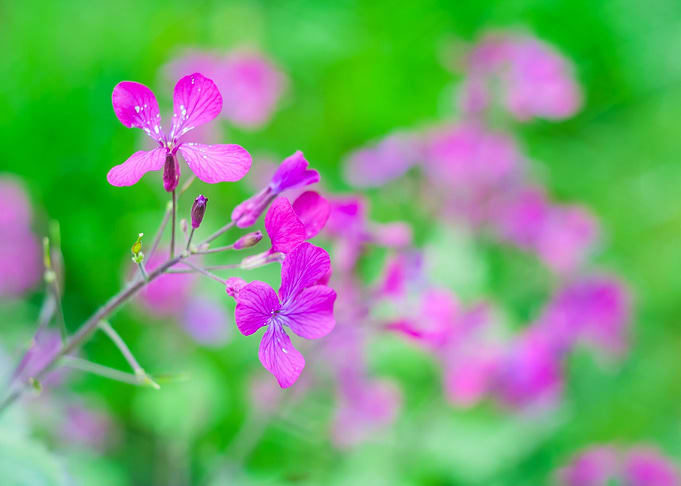 Nature Pink Garden Field F