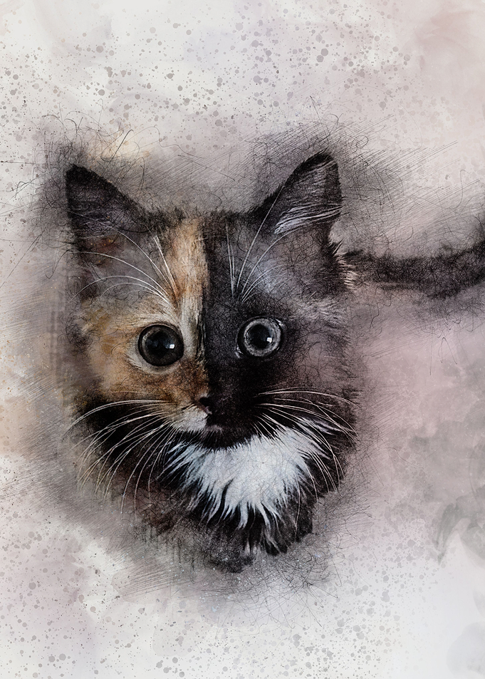 A little kitten