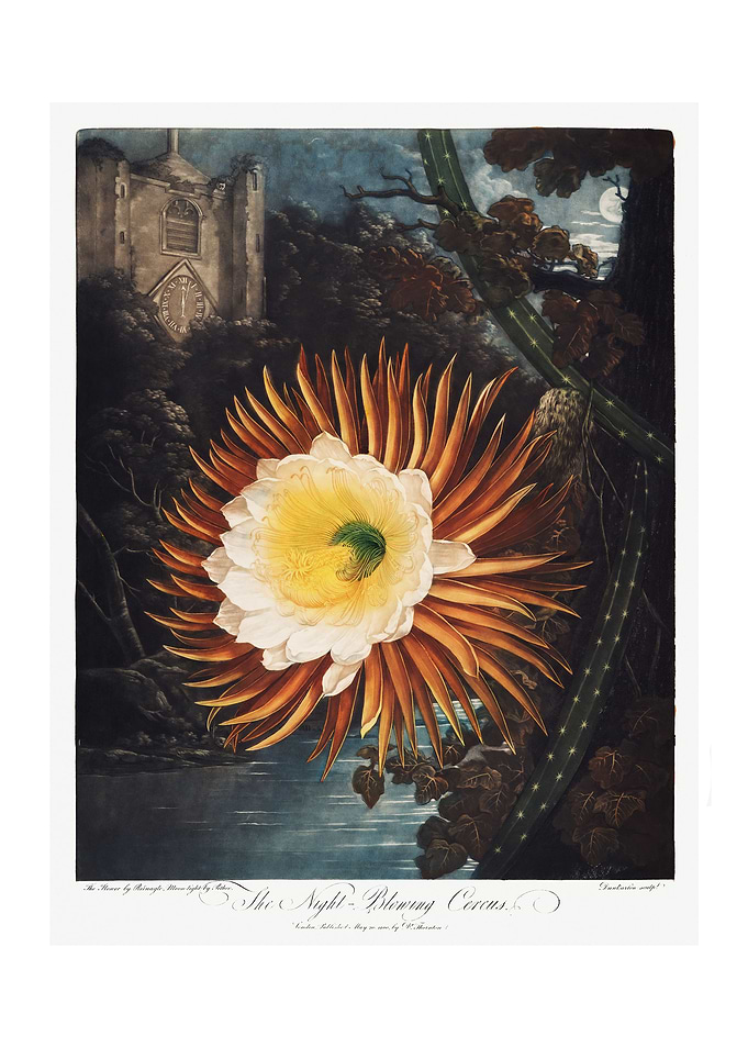 Night Blowing Cereus