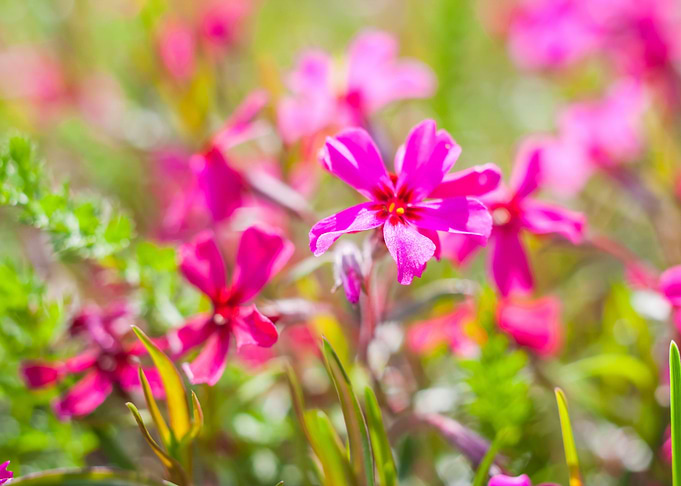 Nature Pink Garden Field F