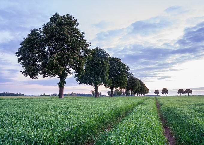 Land Nature Meadow Sky Gre