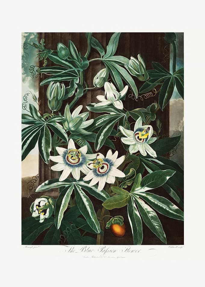 The Passiflora Cerulea