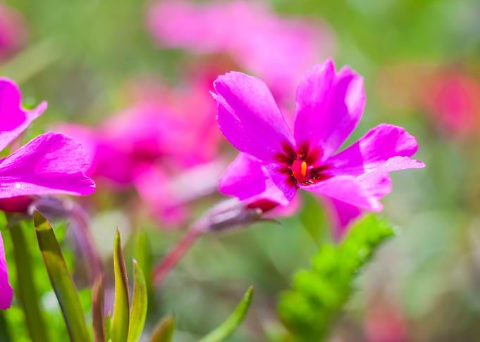 Nature Pink Garden Field F