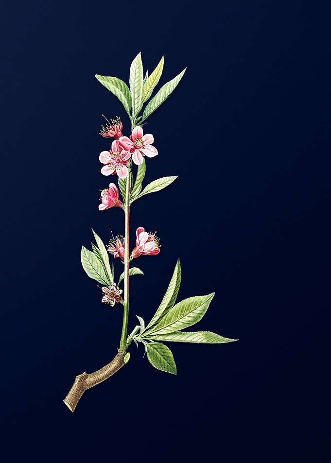 Pink Flower on Blue