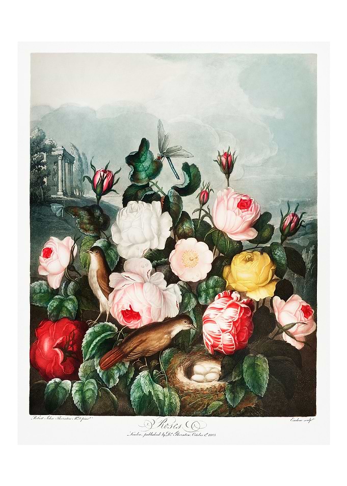Roses