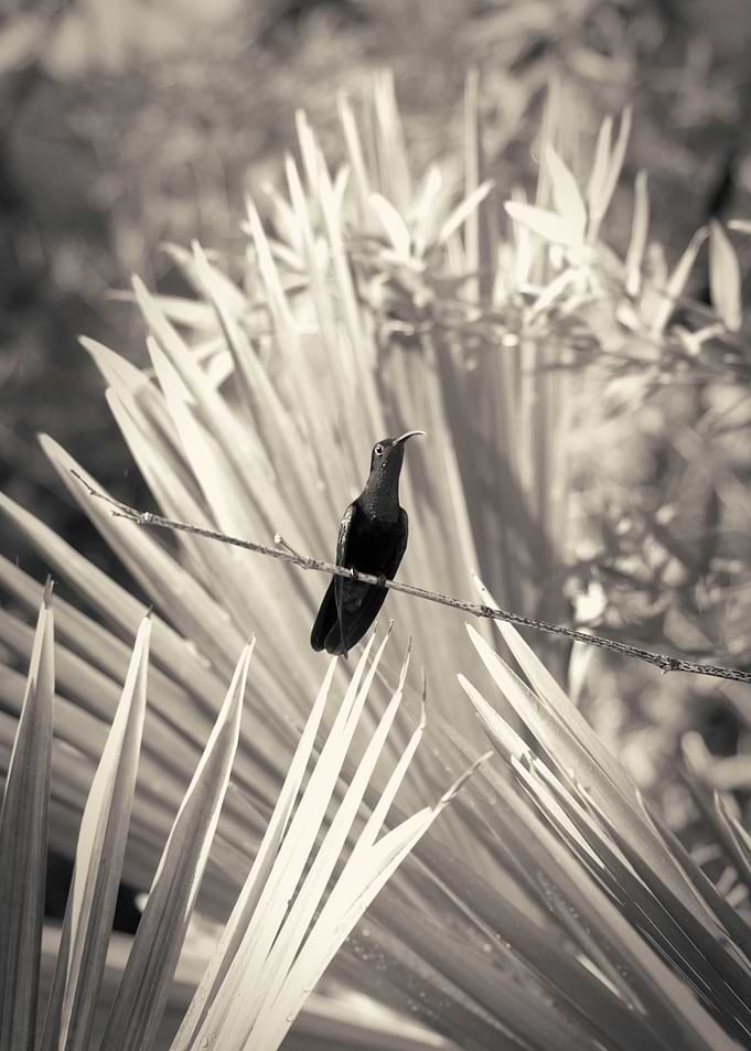 Humming Bird
