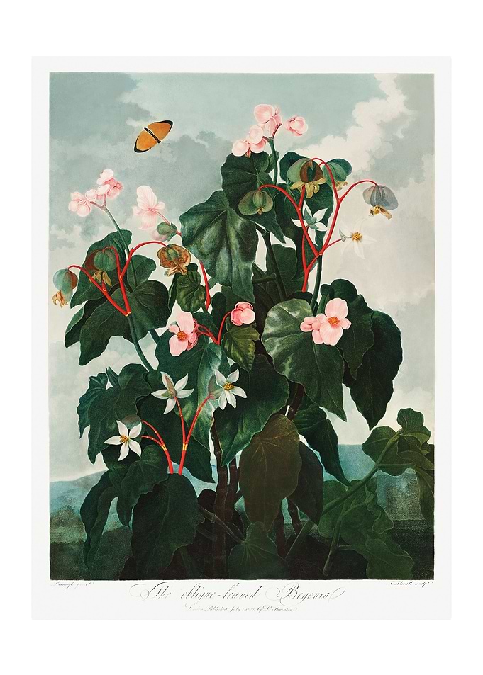 Oblique Leaved Begonia