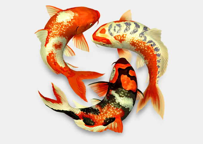 Koi fish