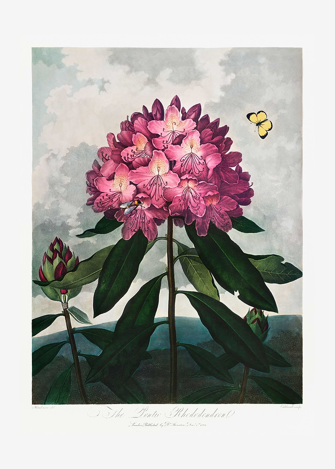 Pontic Rhododendron