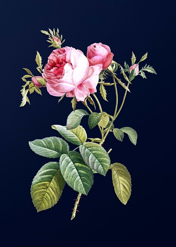 Cabbage Rose on Blue