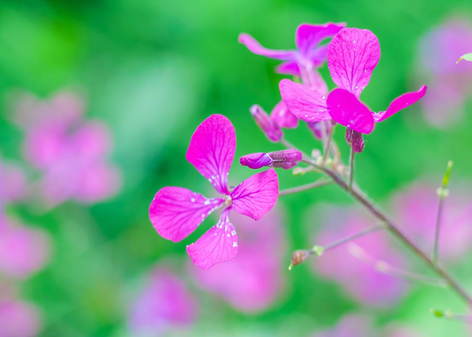 Nature Pink Garden Field F