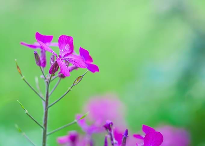 Nature Pink Garden Field F