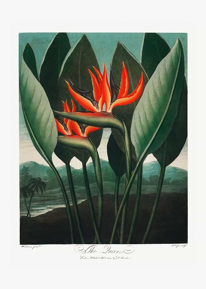 The Queen Plant