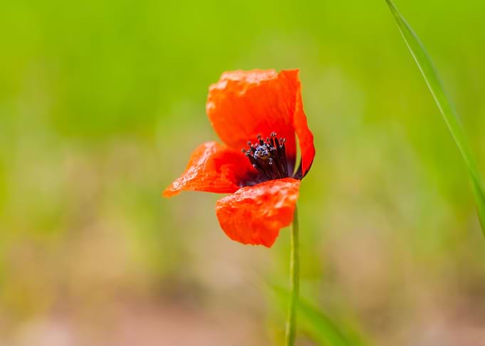 Nature Garden Meadow Agric