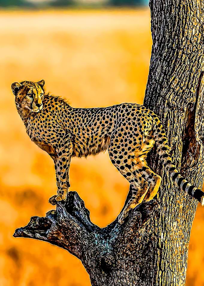 Animal 72