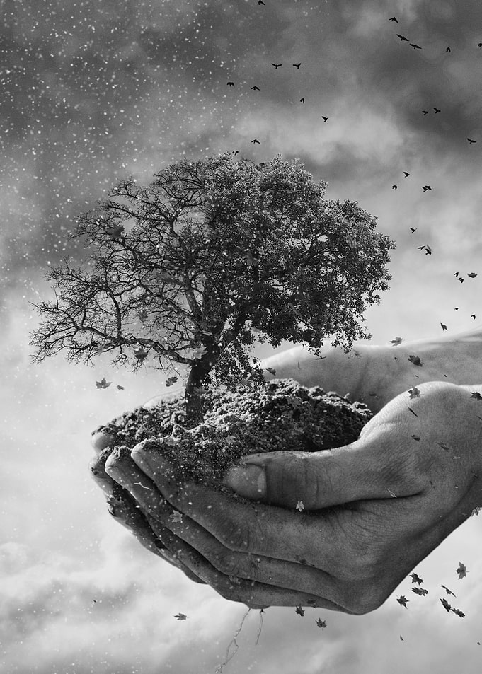 Tree of Life