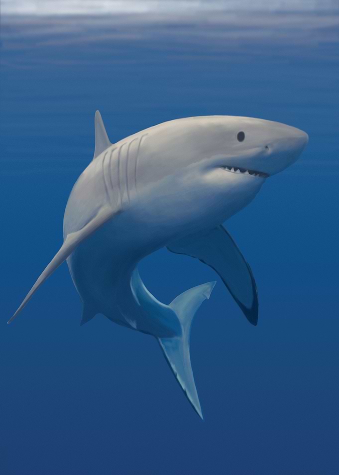 Great White Shark