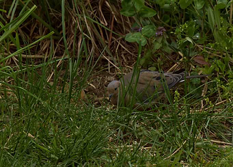 In the tall Grass