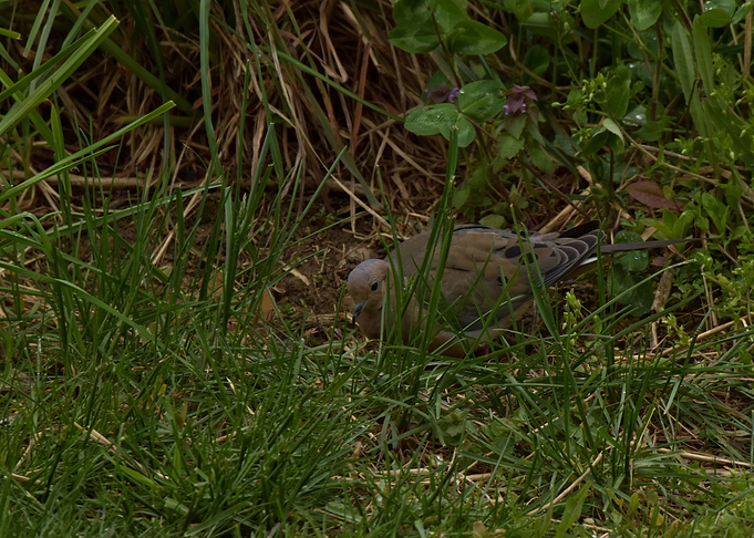 In the tall Grass