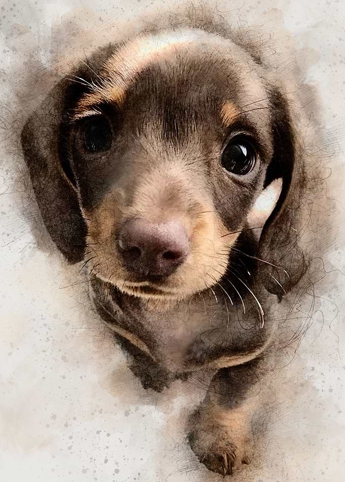 Puppy