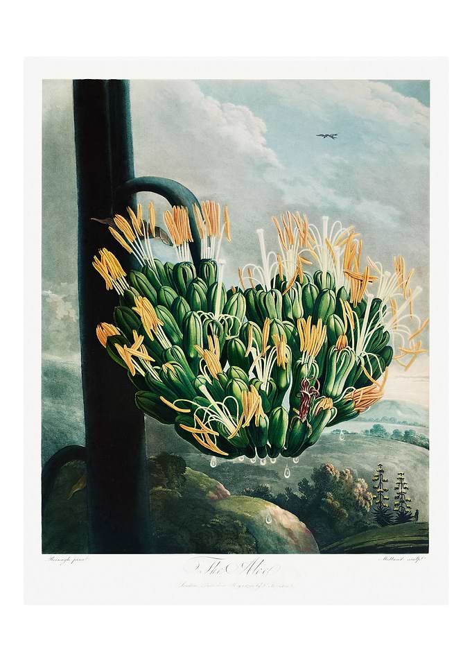 The Aloe