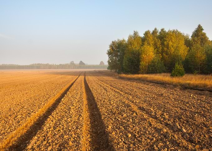 Ground Fog Soil Foggy Agri