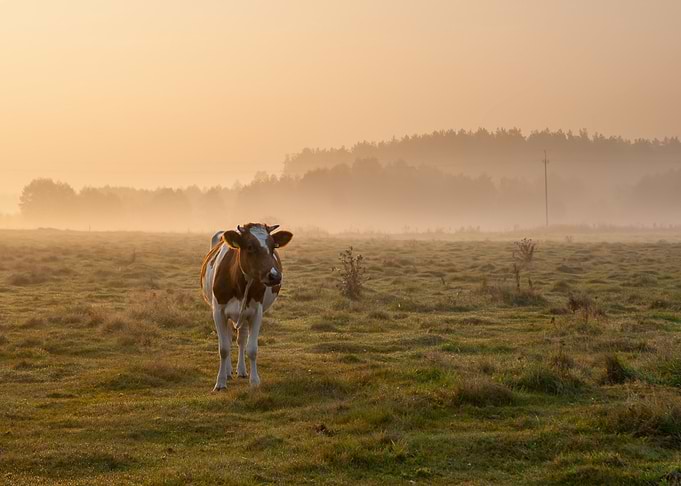 Cow Field Autumn Sunlight