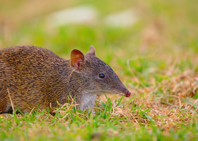 A Cute Bandicoot